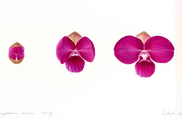 Deborah Lambkin orchid