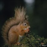 Figure 2. Red squirrel (Sciurus vulgaris) (Image credit: Edward Delaney)
