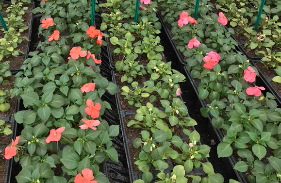 New Impatiens varieties